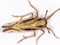 Delphax pulchellus